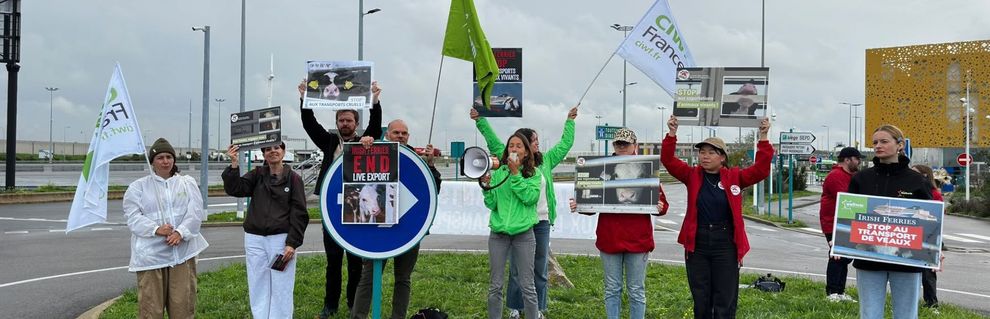 CIWF France aux côtés des ONG pour protester contre le transport de veaux par Irish Ferries